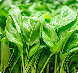 Spinach