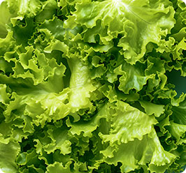 Lettuce