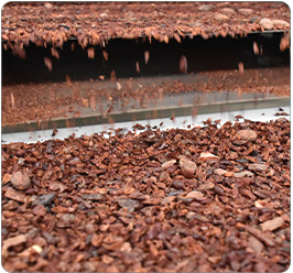 Cocoa-Nibs