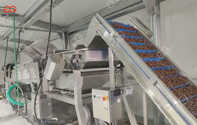 Dates Production Line Export To Dubai